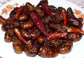 知了猴為什么有大有?。勘戎撕镄〉慕惺裁?？