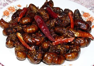 知了和蝦能一起吃嗎？知了猴能和蝦一起吃嗎？