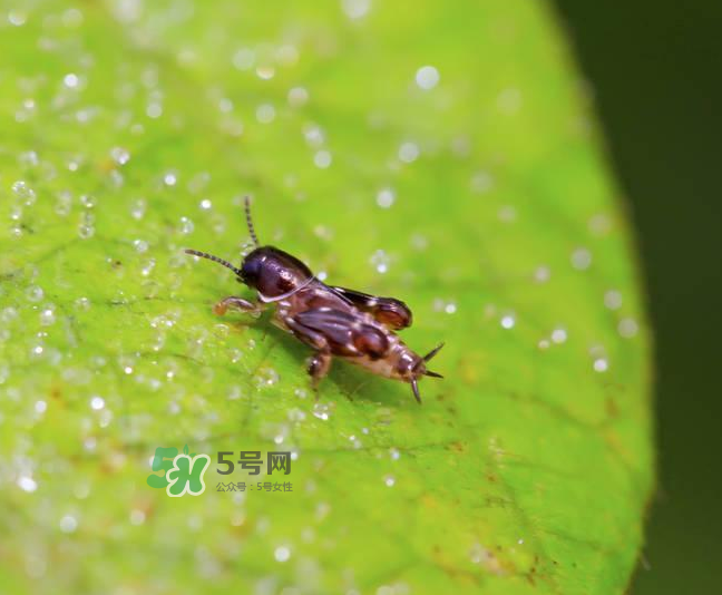 跳蚤會寄生在人身上嗎？跳蚤會在人身上存活嗎？