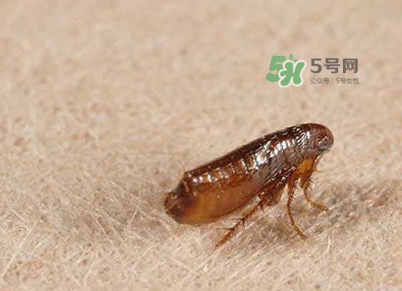 跳蚤會寄生在人身上嗎？跳蚤會在人身上存活嗎？