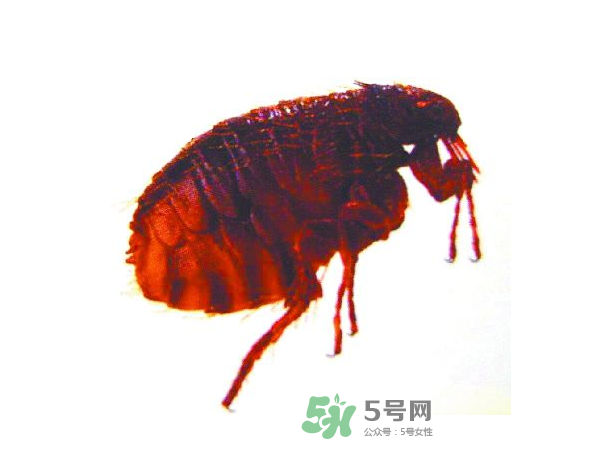 跳蚤會飛嗎？跳蚤會咬人嗎？