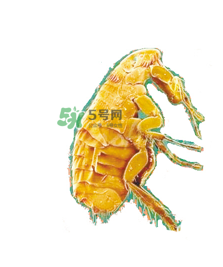 跳蚤會飛嗎？跳蚤會咬人嗎？