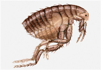 跳蚤會藏在頭發(fā)里嗎？跳蚤會餓死嗎？