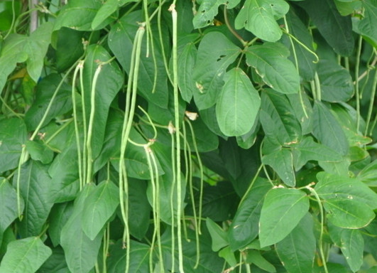 缸豆幾月份種？缸豆什么時候播種？