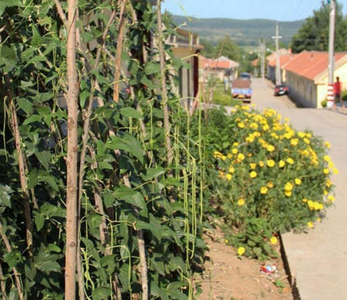 缸豆幾月份種？缸豆什么時候播種？