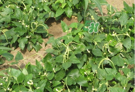 缸豆什么季節(jié)有？缸豆是幾月的蔬菜