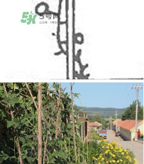 缸豆什么時(shí)候搭架？缸豆要怎樣搭架子