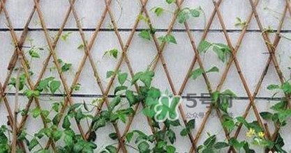 缸豆什么時(shí)候搭架？缸豆要怎樣搭架子