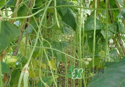 缸豆什么季節(jié)有？缸豆是幾月的蔬菜