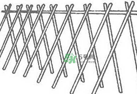 缸豆什么時(shí)候搭架？缸豆要怎樣搭架子