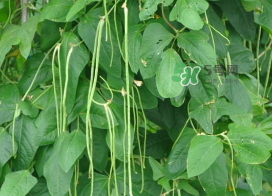 缸豆什么季節(jié)有？缸豆是幾月的蔬菜