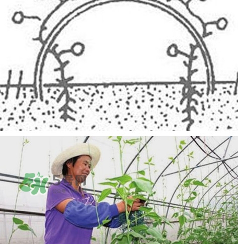 缸豆什么時(shí)候搭架？缸豆要怎樣搭架子