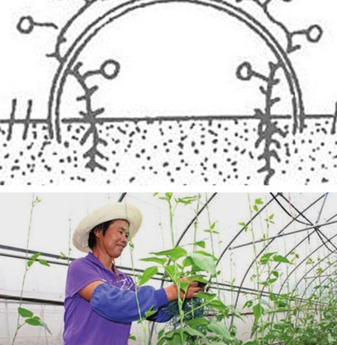 缸豆幾月份種？缸豆什么時候播種？