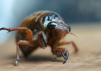 知了龜多少錢一斤？知了龜多少錢一個？