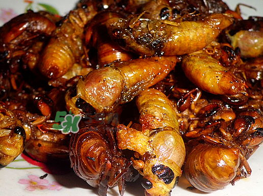 知了龜多少錢(qián)一斤？知了龜多少錢(qián)一個(gè)？