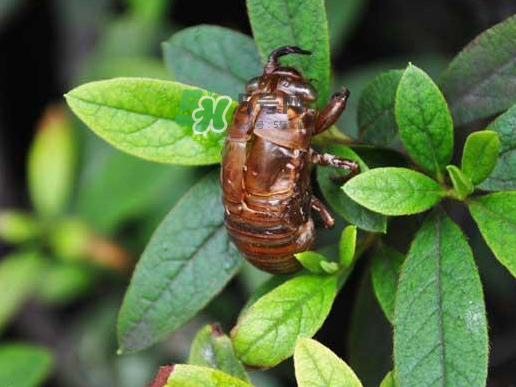 知了龜多少錢(qián)一斤？知了龜多少錢(qián)一個(gè)？