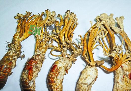 知了花多少錢一斤？野生知了花多少錢一斤2017？