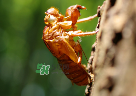 知了殼能泡水喝嗎？知了殼煮水治什么？