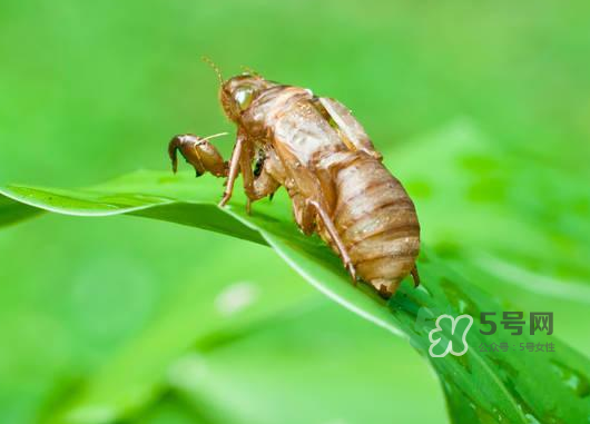 知了殼能泡水喝嗎？知了殼煮水治什么？