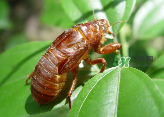 知了殼能泡水喝嗎？知了殼煮水治什么？