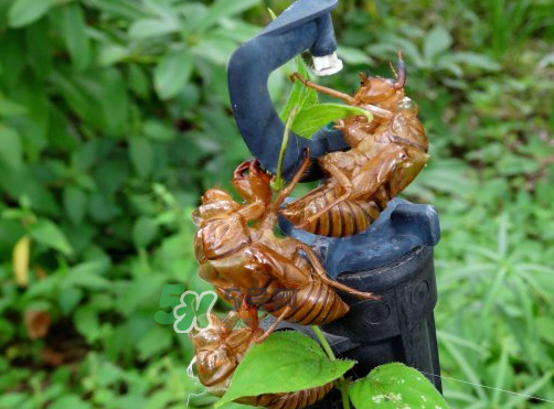 知了殼有什么藥用價(jià)值？知了殼的功效與作用