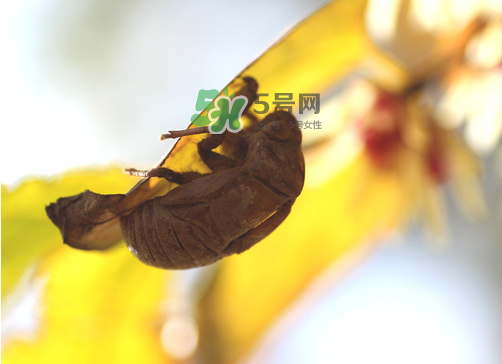 知了殼有什么藥用價(jià)值？知了殼的功效與作用