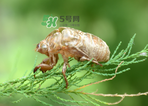 知了殼有什么藥用價(jià)值？知了殼的功效與作用