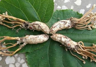 知了花多少錢一斤？野生知了花多少錢一斤2017？