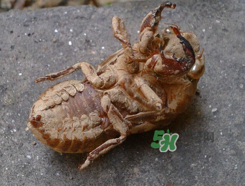 知了殼可以泡酒嗎？知了殼泡酒有什么功效？