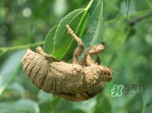 知了殼可以泡酒嗎？知了殼泡酒有什么功效？