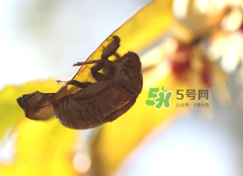 知了殼可以泡酒嗎？知了殼泡酒有什么功效？