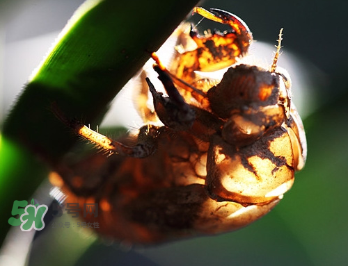 知了殼能治過敏性鼻炎嗎？知了殼可以治過敏性鼻炎嗎？