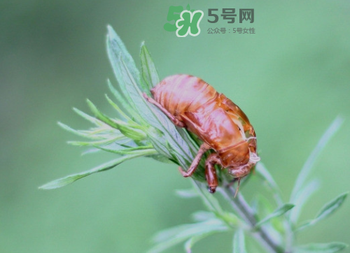 知了殼能治過敏性鼻炎嗎？知了殼可以治過敏性鼻炎嗎？