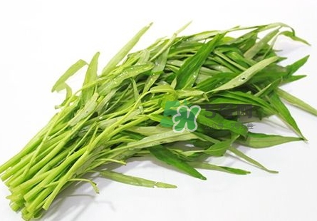 通心菜可以放冰箱保存嗎_通心菜能放冰箱幾天 通心菜可以放冰箱保存嗎_通心菜能放冰箱幾天