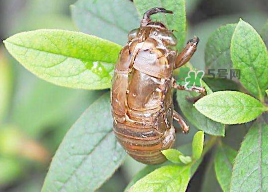 金蟬殼有什么藥用價值？金蟬殼的功效與作用