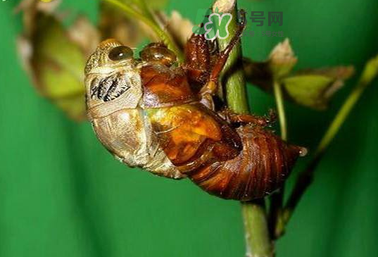 金蟬殼有什么藥用價值？金蟬殼的功效與作用