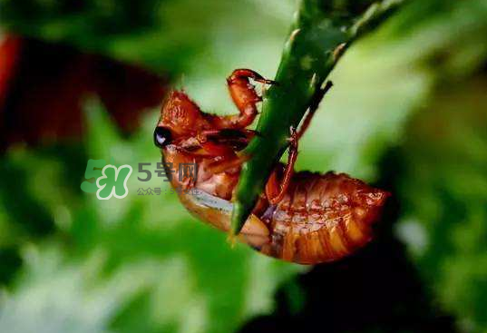 金蟬殼有什么藥用價值？金蟬殼的功效與作用