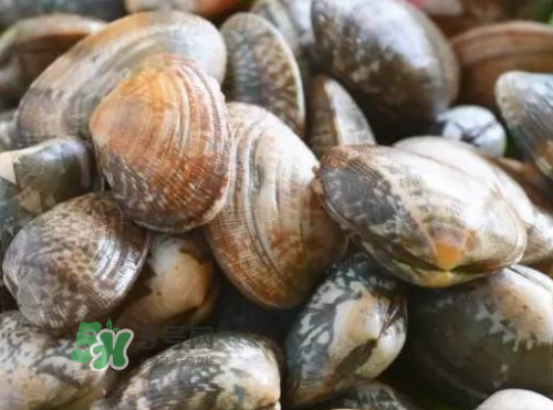 花蛤開口了還能吃嗎？花蛤開口不動還能吃嗎？