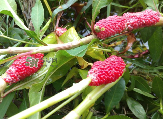 福壽螺吃什么生長?福壽螺吃水葫蘆嗎? 福壽螺吃什么生長?福壽螺吃水葫蘆嗎?