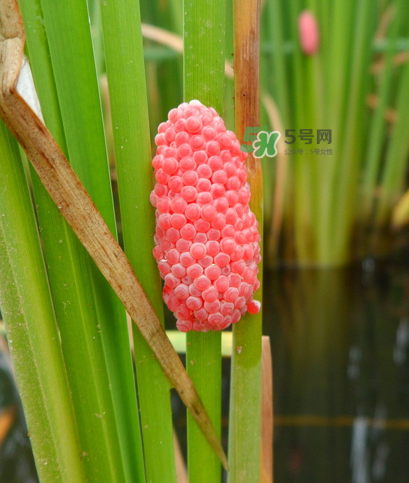 福壽螺吃什么生長?福壽螺吃水葫蘆嗎? 福壽螺吃什么生長?福壽螺吃水葫蘆嗎?