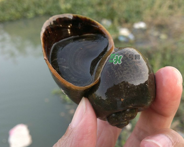 福壽螺吃什么生長?福壽螺吃水葫蘆嗎? 福壽螺吃什么生長?福壽螺吃水葫蘆嗎?