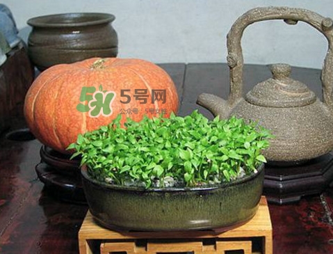 芭樂籽吃了會(huì)便秘嗎？芭樂的籽能種嗎