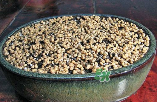 芭樂籽吃了會(huì)便秘嗎？芭樂的籽能種嗎