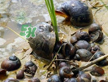 怎么殺死福壽螺寄生蟲？福壽螺寄生蟲怎么去除？