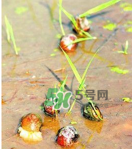 怎么殺死福壽螺寄生蟲？福壽螺寄生蟲怎么去除？