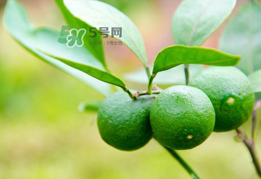 八月份可以吃橘子嗎？八月份的橘子能吃嗎？