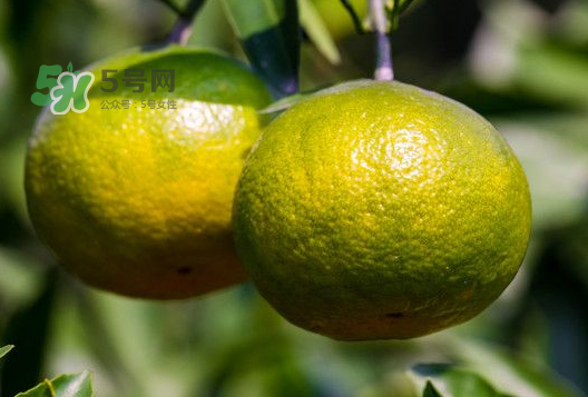 八月份可以吃橘子嗎？八月份的橘子能吃嗎？