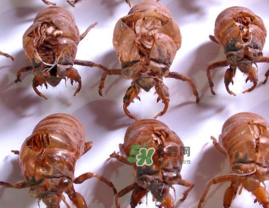 知了殼能治破傷風(fēng)嗎？知了殼能治什么?。?></p><h3 style=