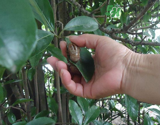 知了殼能治破傷風(fēng)嗎？知了殼能治什么?。?></p><p>2、蟬蛻僵蠶燉豬心</p><p>功效</p><p>清熱鎮(zhèn)驚，解毒止痙。如果出現(xiàn)發(fā)熱，煩躁，反復(fù)抽搐，嘔吐腹痛，驚厥，大便腥臭，小便赤黃，舌苔薄黃的癥狀可以用該食療方調(diào)理。</p><p>做法</p><p>蟬蛻15克，僵蠶12克，銀花10克，黃連6克，防風(fēng)6克，豬心1個。</p><p>將蟬蛻、僵蠶、銀花、黃連、防風(fēng)洗凈;豬心另外洗凈，切塊。</p><p>將上述除了豬心之外的材料一起放入煲內(nèi)，加清水適量，大火煮沸后放入豬心，轉(zhuǎn)小火煎煮半小時后，加蔥、姜、鹽調(diào)味，即可飲用。</p><p style=