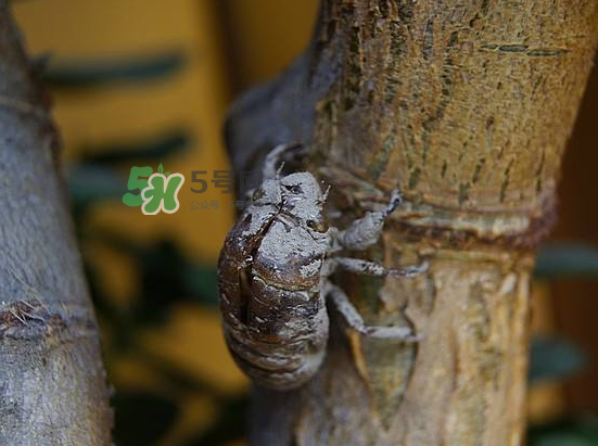 蟬殼多少錢一斤？蟬殼多少錢一斤2017？